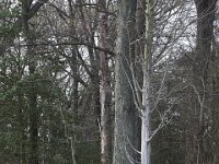 04-11-08-Mattawoman- MG 0959