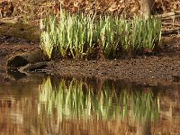 04-11-08-Mattawoman- MG 0979
