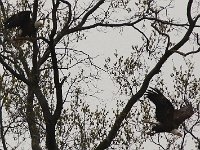 04-11-08-Mattawoman- MG 1069