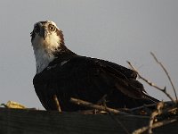 04-13-08-Rt 4- MG 1213