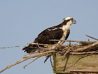 04-13-08-Rt 4- MG 1308