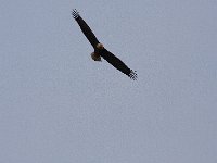 05-03-08-Mattawoman- MG 1399