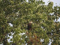 05-03-08-Mattawoman- MG 1650