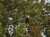05-03-08-Mattawoman- MG 1652