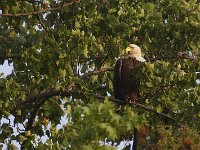 05-03-08-Mattawoman- MG 1653