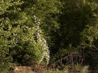 05-18-08-Piscataway MG 2495
