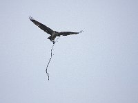 07-04-08-Nanjemoy MG 4497