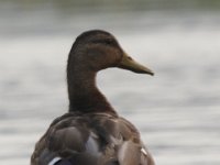 08-31-08-Mattawoman MG 6207