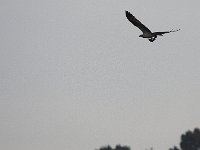 09-14-08-Piscataway MG 6476