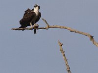 09-14-08-Piscataway MG 6543