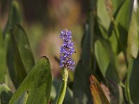 09-14-08-Piscataway MG 6564