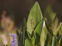 09-14-08-Piscataway MG 6568