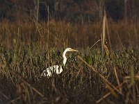10-11-08-Mattawoman MG 7140