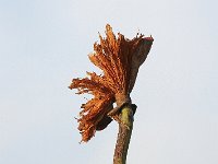 10-11-08-Mattawoman MG 7161