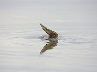 10-13-08-Triadelphia MG 7638