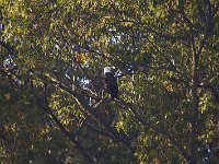 10-26-08-Mattawoman MG 8533