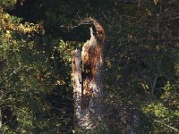 10-26-08-Mattawoman MG 8653