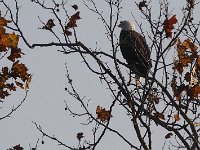 11-11-08-Mattawoman MG 9781