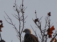 11-11-08-Mattawoman MG 9782