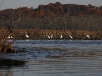 11-11-08-Mattawoman MG 9787