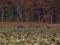 11-11-08-Mattawoman MG 9905