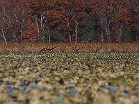 11-11-08-Mattawoman MG 9908