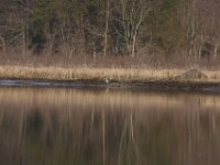 03-07-09-Selbys LandingIMG 1130