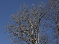 04-05-09-Triadelphia-IMG 1537