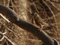 04-18-09-Rocky Gorge-IMG 1676