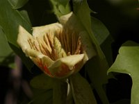 05-31-09-Triadelphia-IMG 3246
