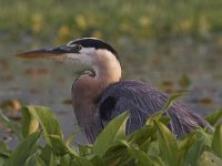 06-07-09-Mattawoman-IMG 3335