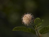 06-27-09-TuckahoeIMG 4049