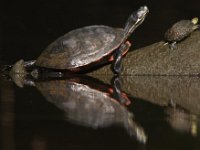 06-27-09-TuckahoeIMG 4123