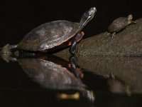 06-27-09-TuckahoeIMG 4127