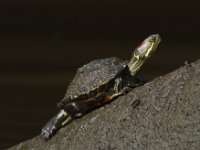 06-27-09-TuckahoeIMG 4155