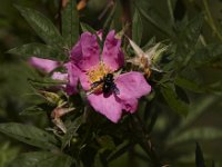 06-27-09-TuckahoeIMG 4169