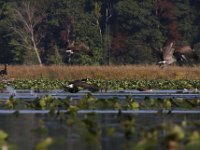 09-19-09-Mattawoman-IMG 6448