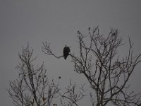 11-21-09-Mattawoman-8306