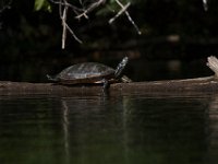 05-30-10-Rocky Gorge-0861