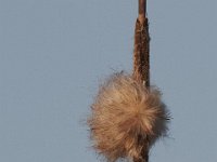 03-20-11-Mattawoman-8849