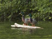 05-29-11-Rocky Gorge-0794