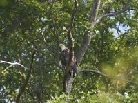 05-30-11-Nanjemoy-1088