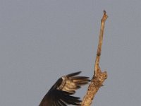 05-31-11-Mattaponi