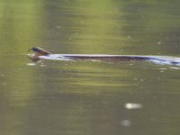 05-31-11-Mattaponi-1257