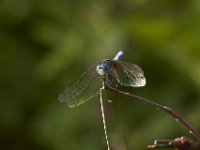 06-18-11-Mattawoman-1898
