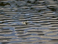 06-25-11-Rocky Gorge-2444