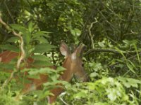 06-26-101-Piscataway-2590