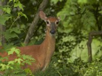 06-26-101-Piscataway-2598