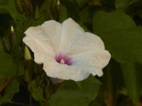 07-04-11-Triadelphia Lake-3453