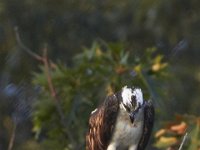 07-30-11-Mattawoman-6864